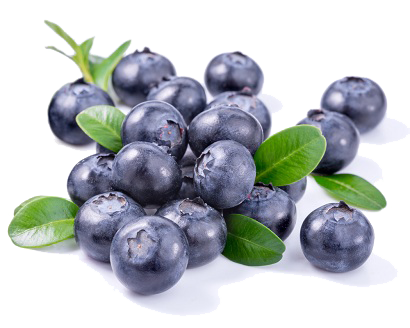buah blueberry